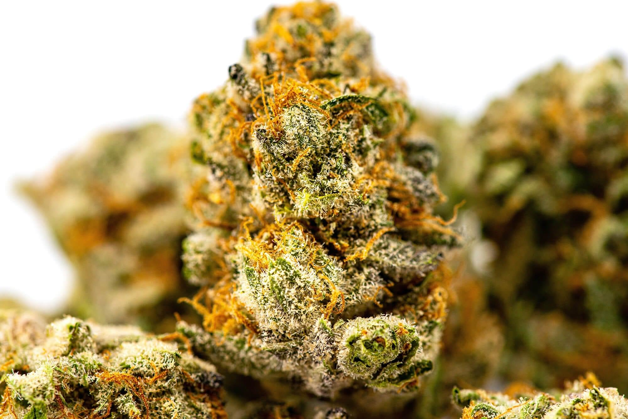 Chem Dawg